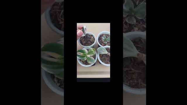 #short Así va mi reproducción Jade variegado o Crassula Ovata Variegada ❤️❤️❤️ смотреть онлайн