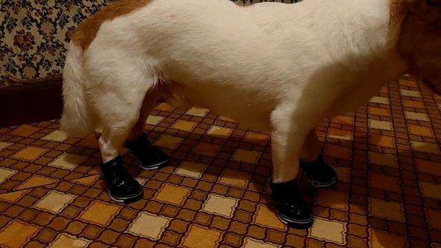 Собака в копытах.mp4