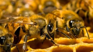 ПЧЕЛЫ - Удивительные создания природы. Самые интересные факты из жизни пчел!