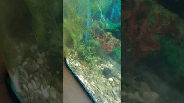 нерест Сапфировых попугайчиков смотреть онлайн