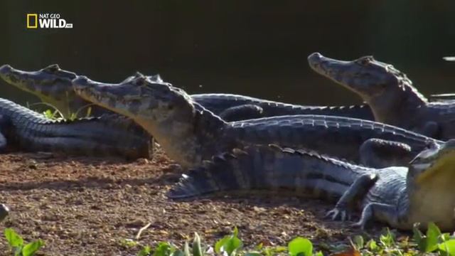 Nat Geo Wild - Амазонские джунгли / Amazon Rainforest HD смотреть онлайн