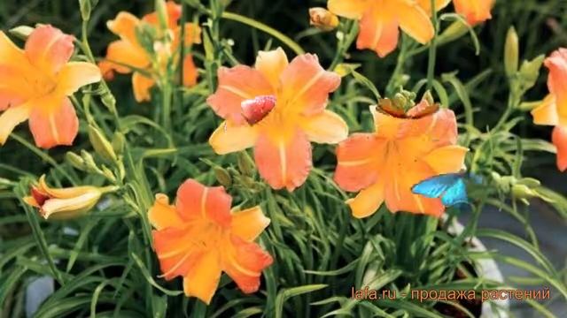 Лилейник гибридный ЭвериДейлили Крим ? обзор: как сажать, саженцы лилейника ЭвериДейлили Крим смотреть онлайн