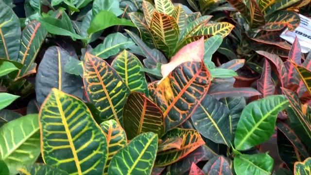 Все цветы МИРА в OBI Теплый Стан! смотреть онлайн