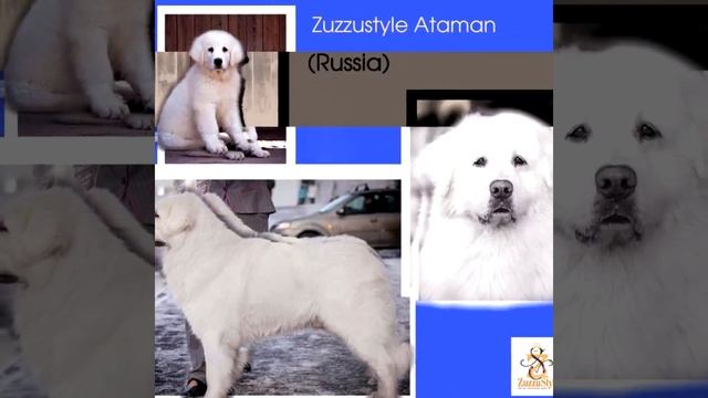 Польская подгалянская овчарка Помет А - 3 года смотреть онлайн