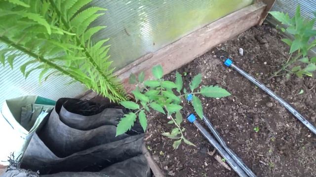 Старая теплица гибриды томатов после нашествия землеройки и Как называется рыба? смотреть онлайн