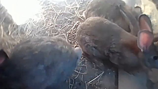 ОШИБКИ ПРИ разведении кроликов в норах смотреть онлайн