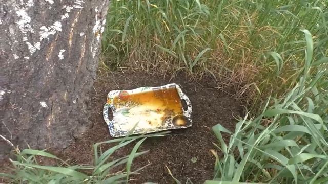 Лесные муравьи на участке. смотреть онлайн