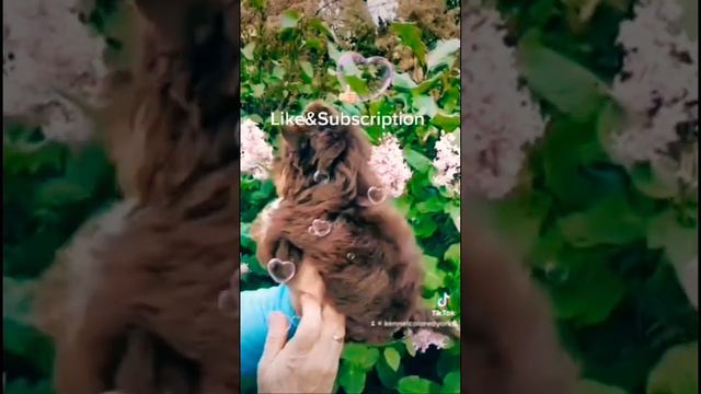 Питомник цветных color yorks йорков. Варшава-Польша. Доставка по всему Миру. WhatsApp +48579340357 смотреть онлайн
