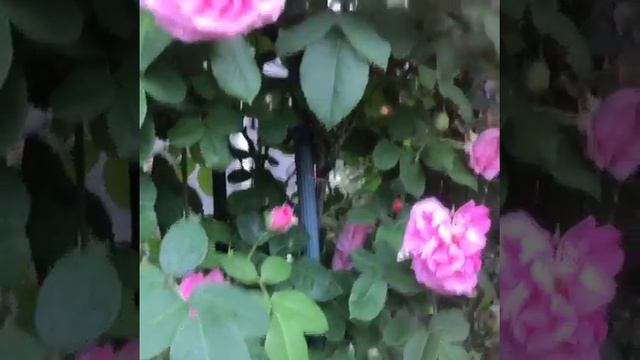 Плетистая роза Gertrude Jekyll (Гертру'да Дже'килл).