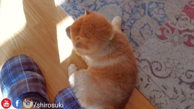 AMGERY Daddo is Challenged by Fearless Potat смотреть онлайн