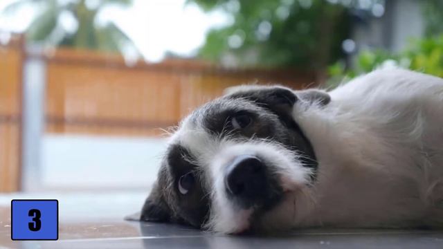 THAT is why your dog licks his paws (INCREDIBLY) ✅ смотреть онлайн