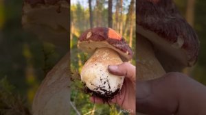 СБОР ГРИБОВ В КАРЕЛИИ 12.09.22 первая серия