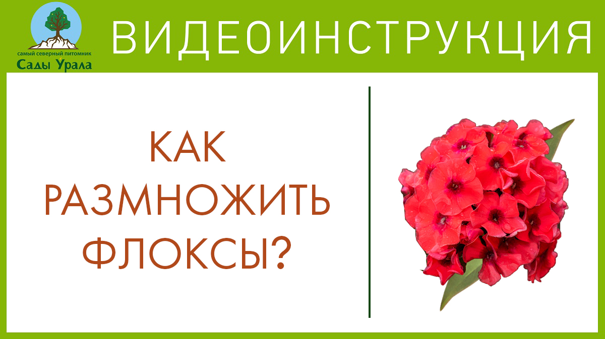 Флоксы - размножение и посадка. Телепередача Земля Уральская. Архив 2011 год смотреть онлайн