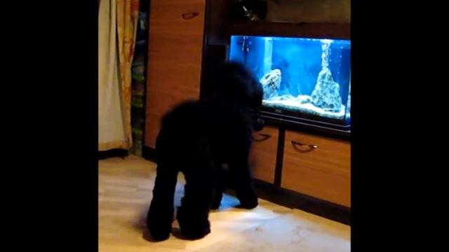 Кошкопудель Рона и аквариум смотреть онлайн