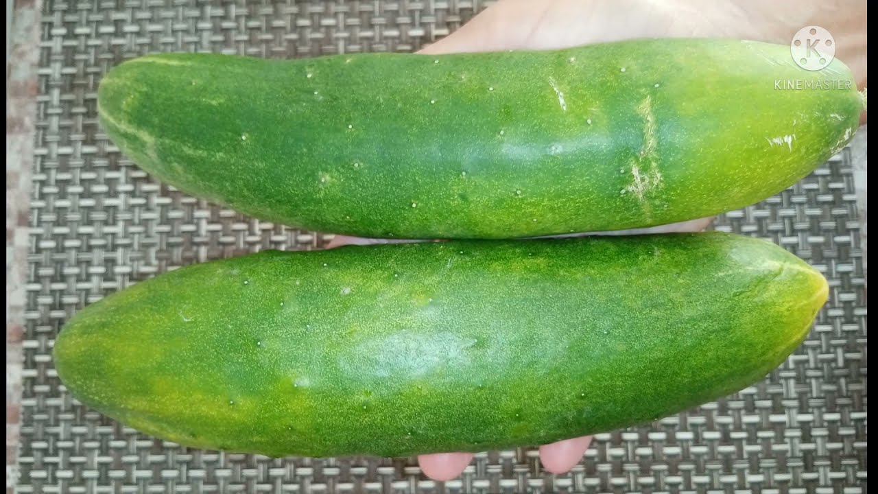 Вот, что я делаю с ПЕРЕЗРЕВШИМИ ОГУРЦАМИ. смотреть онлайн