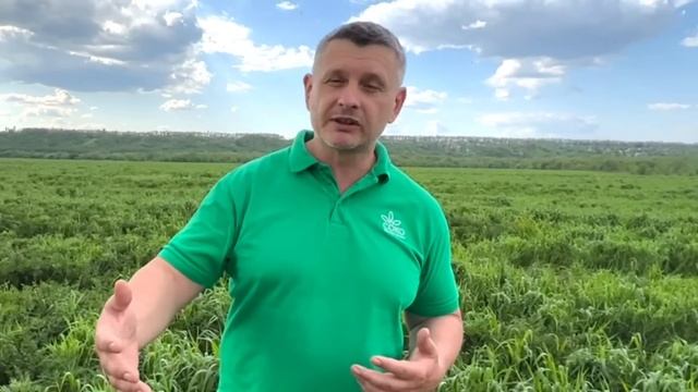 Он сеет сою в траву 30 см. Классика vs no till.. Часть 1. смотреть онлайн