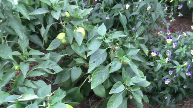 Томаты в октябре. Финал сезона. смотреть онлайн