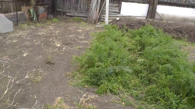 Выросла морковь обработанная керосином . смотреть онлайн