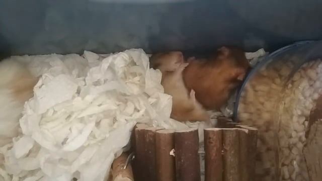 Умываемся до скрипа (ЗВУК! Описание ниже) смотреть онлайн