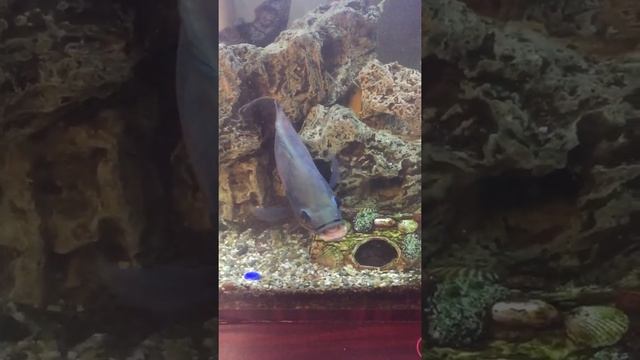 Астронотус в аквариуме. Oscar fish.Новый обитатель аквариума. смотреть онлайн