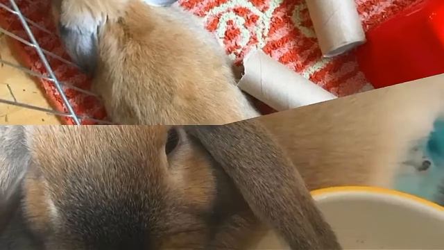 Небольшое видео об Элли Ди! смотреть онлайн