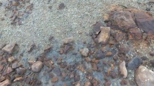 Поиски окаменелостей. Часть 2. - Акулы Западной Сибири