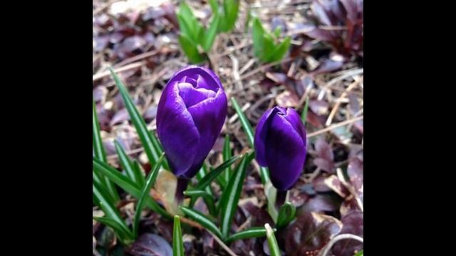 БОЛЬШОЙ СДВИГ с 4 - 17 марта 2017 года Коллективное программирование смотреть онлайн