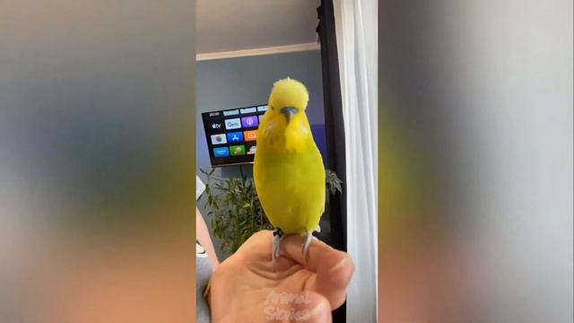 Самые СМЕШНЫЕ ПОПУГАИ со всего мира | ПРИКОЛЫ С ПОПУГАЯМИ часть 6 смотреть онлайн