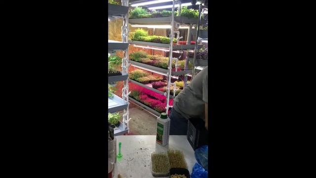 УХОД ЗА МИКРОЗЕЛЕНЬЮ | ПЯТАЯ ЛЕКЦИЯ | АКАДЕМИЯ ЭКОДАЧНИКА