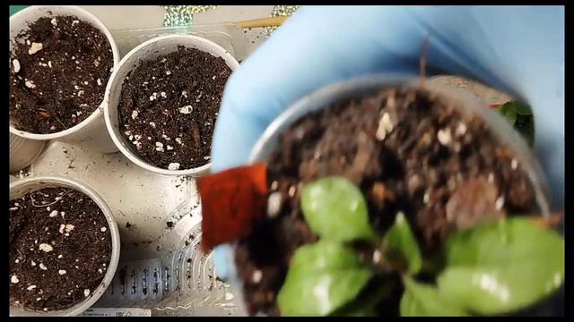 Из торфяных таблеток в стаканы: переваливаем петунию просто и быстро! #петунияизсемян #петунии