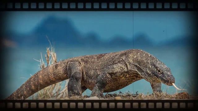 CROCODILE VS KOMODO DRAGON - Which is the strongest? смотреть онлайн
