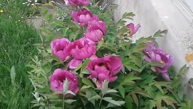 Сиреневый древовидный пион смотреть онлайн