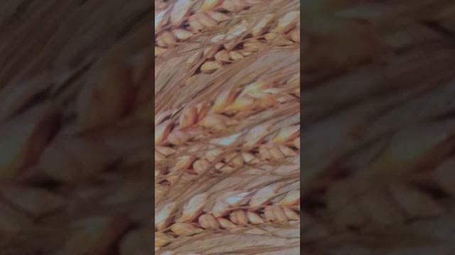 Весь мир начинается с мамы смотреть онлайн