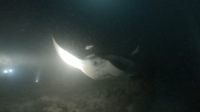 Manta Night Dive Maldives Maaya Lagoon May 2019 смотреть онлайн