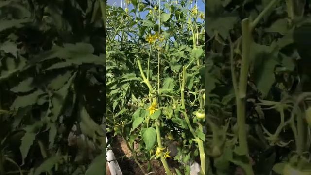 Появились Помидорки в большой теплице. Сад и огород. Наша дача. смотреть онлайн