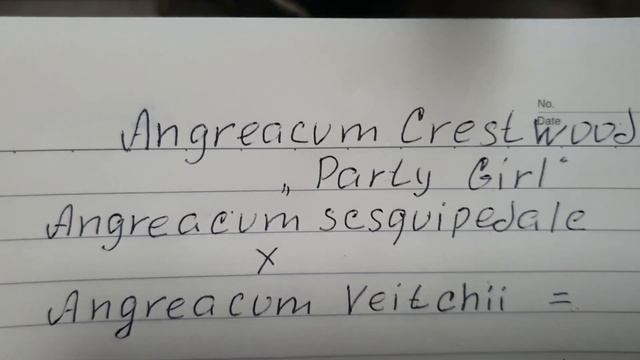 Россиоглоссум и Ангрекум наконец-то зацвели. смотреть онлайн