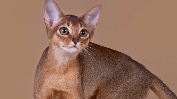 Strangest Cat Behaviors Explained | Awesome Cat Facts to Understand Them Better | Animals World