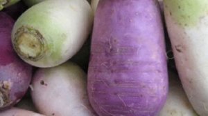 Выращивание Турнепса в открытом грунте как бизнес идея