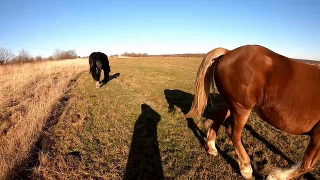 ШИКАРНИЙ ПЕРШЕРОН ГЕРМЕС/ ELEGANT PERCHERON HERMES/КОНІ В УКРАЇНІ!!КОНІ ВАГОВОЗИ смотреть онлайн