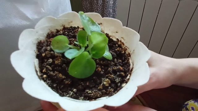 Фиалка Седая Дама смотреть онлайн