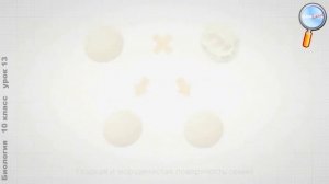 Биология 10 класс (Урок№13 - Моногибридное скрещивание. Первый и второй закон Менделя.)