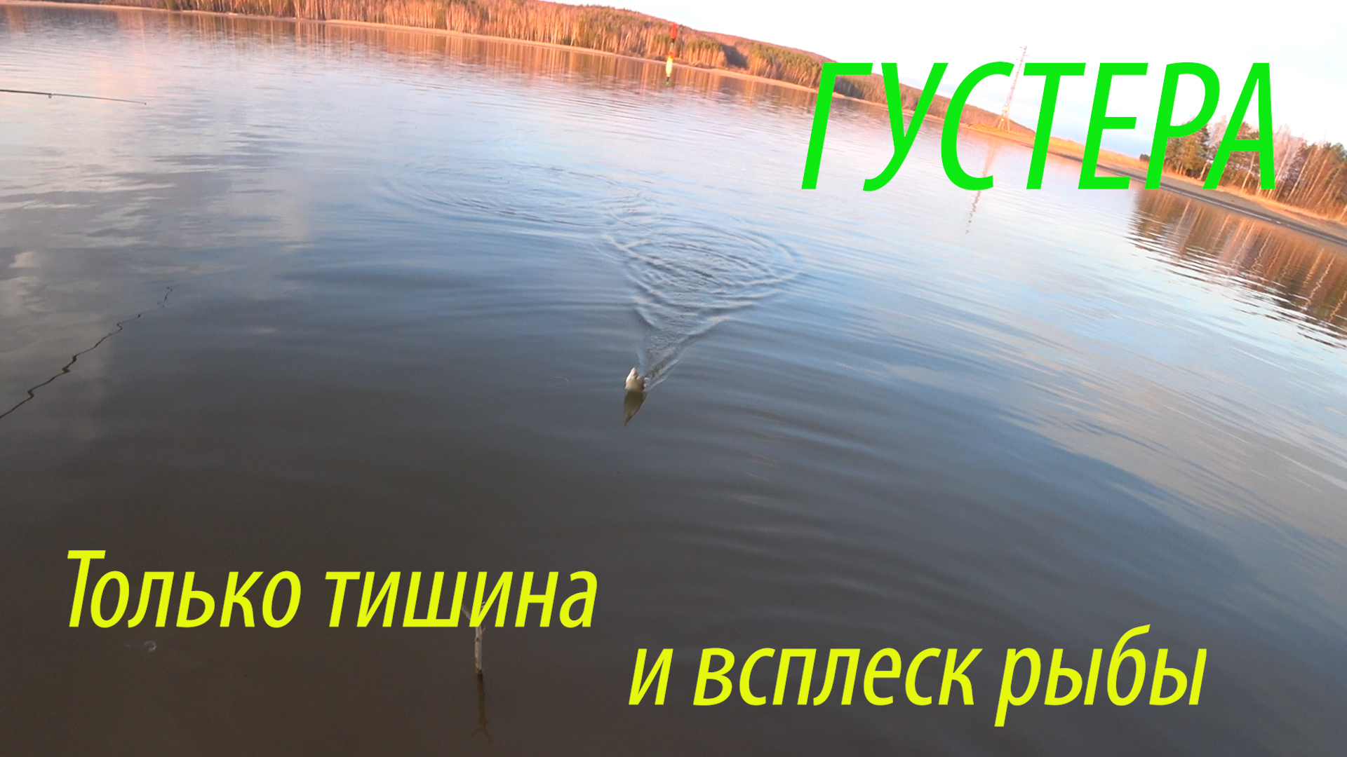 ВОТ ЭТО КЛЕВ! ТОЛЬКО ШЕПОТ РЫБАКОВ И ВСПЛЕСК РЫБЫ! #рыбалка #поплавок #густера #всегданарыбалке смотреть онлайн