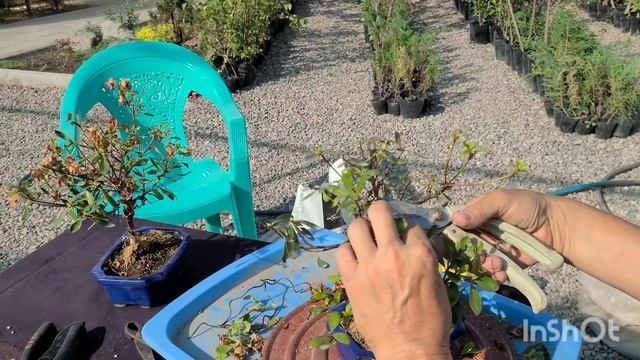 Опять Азалия. Подробное видео про стрижку после цветения и корректировку кроны. смотреть онлайн