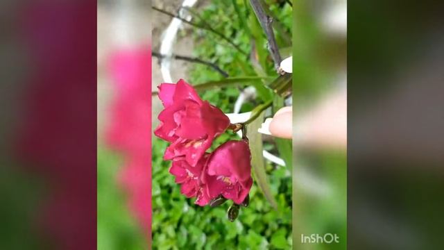 Фрезия/Freesia смотреть онлайн