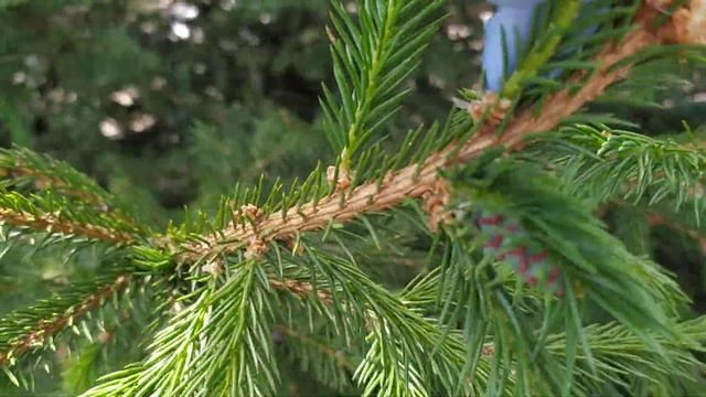 А ЁЛКИ ЦВЕТУТ?! смотреть онлайн