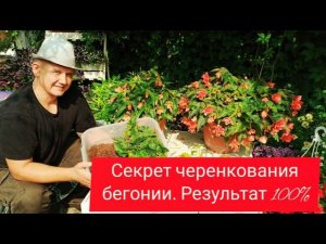 Секрет черенкования бегонии! 100% результат!