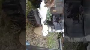 Зарезали утку