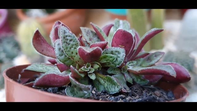 Identificações De Suculentas, Vários Gêneros, Muitas Espécies, Dicas De Cultivo.