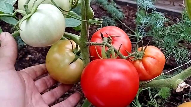 Гибрид томата СУПЕР РЕД F1 смотреть онлайн