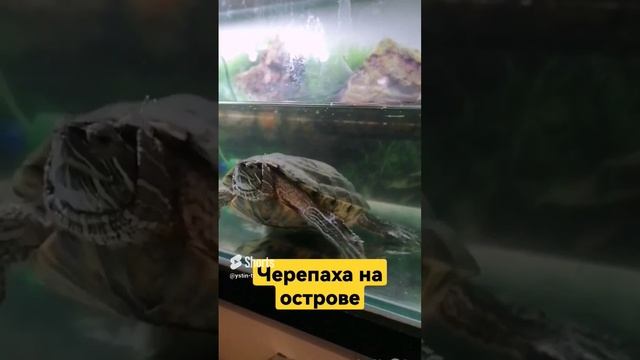 Черепаха показала Устину как она залазит на островок. #shorts смотреть онлайн
